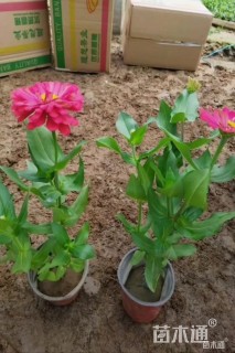 高度20厘米多花百日菊