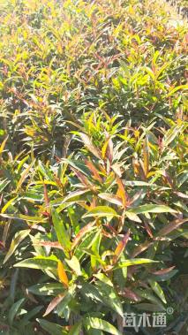 高度20厘米红车