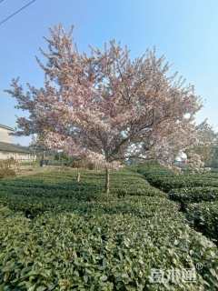 15公分垂丝海棠