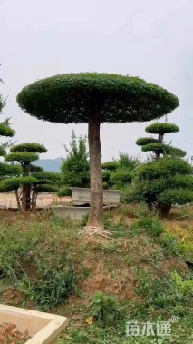 21公分造型对节白蜡