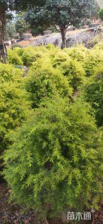 冠幅80厘米千层金球