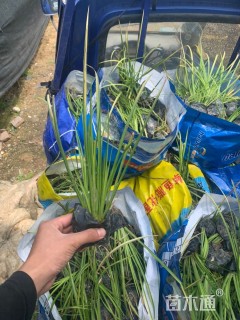 高度15厘米菖蒲