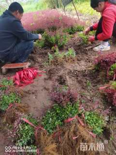 高度12厘米红叶小檗