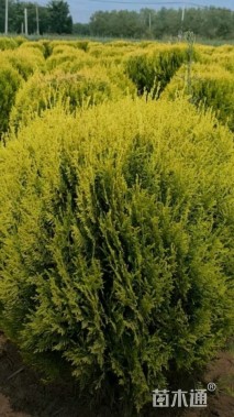 冠幅120厘米洒金柏球