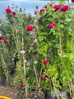 高度130厘米月季