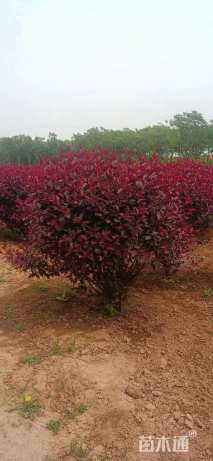 高度120厘米紫叶矮樱球