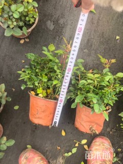 10厘米花叶络石