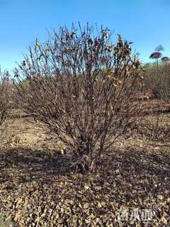 高度200厘米丛生紫丁香