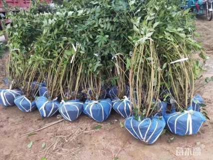 高度120厘米黄老虎