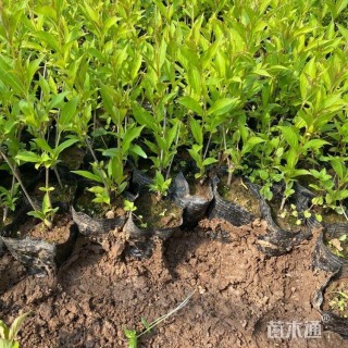 高度50厘米红王子锦带苗