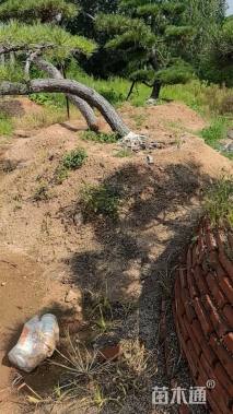 20公分造型黑松