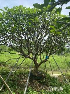 15公分红花鸡蛋花