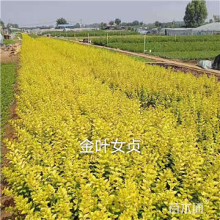 高度30厘米金叶女贞