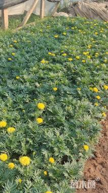 高度20厘米万寿菊