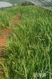 高度30厘米德国鸢尾