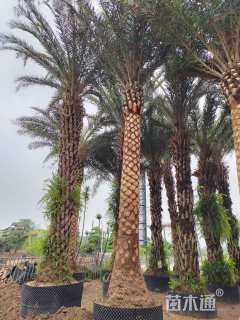 裸干高300厘米银海枣