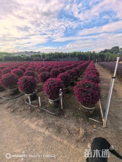 高度80厘米红花继木