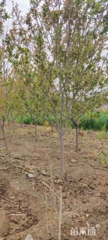 高度180厘米石榴