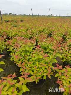 高度25厘米金焰绣线菊