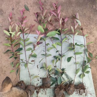 高度48厘米红叶石楠绿篱苗