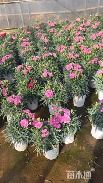 高度25厘米康乃馨