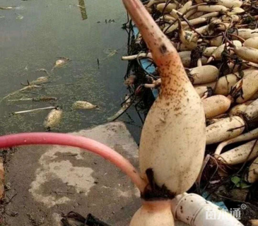 高度10厘米荷花