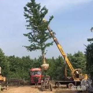 银杏