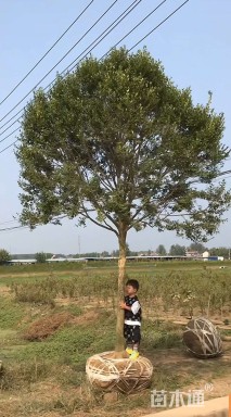 高度700厘米黄杨