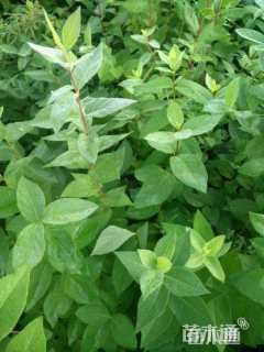 高度60厘米金银忍冬