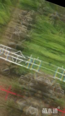 高度40厘米洒金柏