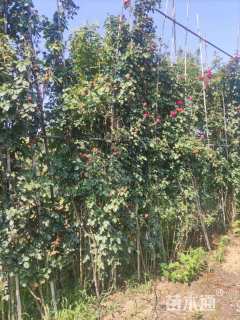 200厘米藤本月季