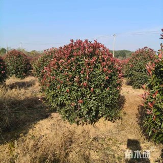 冠幅180厘米红叶石楠球