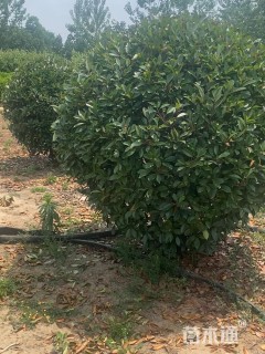 冠幅150厘米石楠球