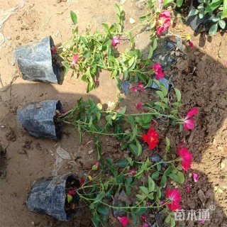 高度28厘米月季