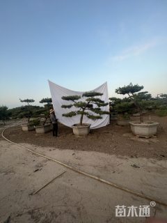 15公分造型黑松