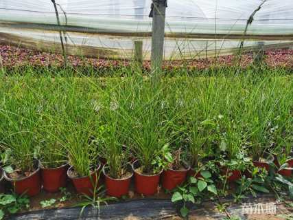 高度50厘米细叶芒