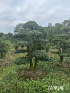 高度300厘米小叶女贞