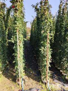 120厘米藤本月季