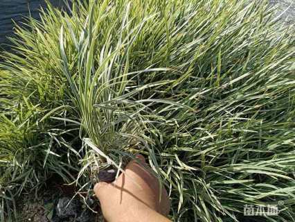 高度30厘米矮小沿阶草