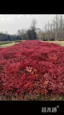 高度30厘米南天竹