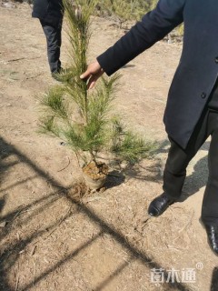 高度60厘米黑松