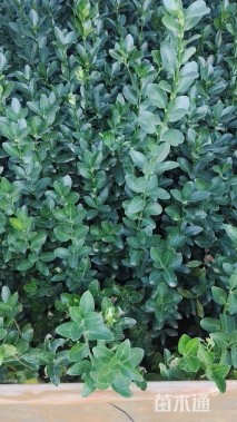 高度50厘米大叶黄杨