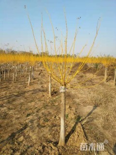 8公分矮杆金枝槐