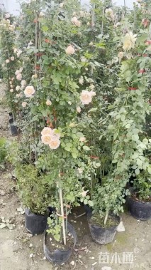 150厘米藤本月季