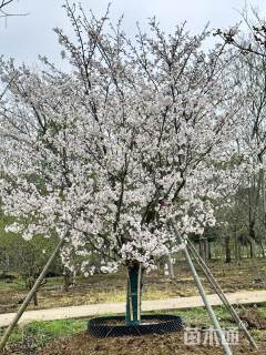 15公分染井吉野