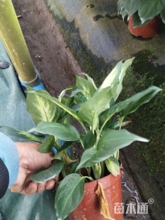 高度15厘米万年青