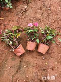 高度25厘米凤仙花