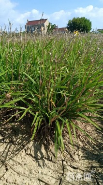 高度20厘米金娃娃萱草