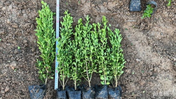 高度30厘米小叶黄杨