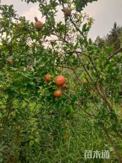 高度100厘米石榴